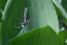 Black And Yellow Garden Spider