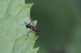 Sepsis Fly