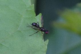 Sepsis Fly