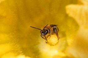 Squash Bee Pollinating The Flower Of A Acorn Squash Plant