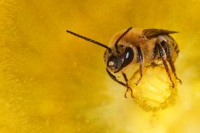 Squash Bee Pollinating The Flower Of A Acorn Squash Plant