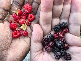 Wild Blackberry And Raspberry Picking