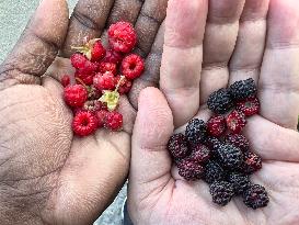 Wild Blackberry And Raspberry Picking