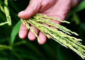 CHINA-GUIZHOU-HYBRID RICE (CN)