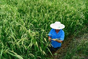 CHINA-GUIZHOU-HYBRID RICE (CN)