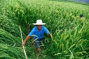 CHINA-GUIZHOU-HYBRID RICE (CN)