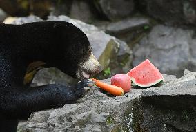 CHINA-ZHEJIANG-HANGZHOU-SUN BEAR(CN)