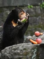 CHINA-ZHEJIANG-HANGZHOU-SUN BEAR(CN)