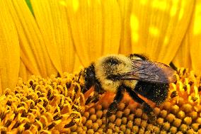 Bumble Bee Collecting Pollen From A Sunflower