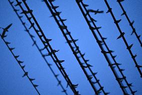 Thousands of Swallows Gather on Electric Wires in Nanning, China