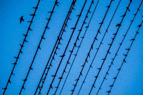 Thousands of Swallows Gather on Electric Wires in Nanning, China
