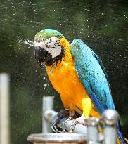 Animal Cooling in Linyi, China