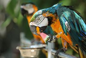 Animal Cooling in Linyi, China