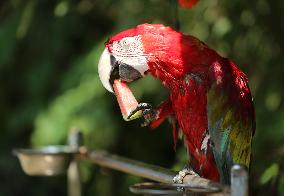 Animal Cooling in Linyi, China