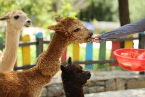 Animal Cooling in Linyi, China