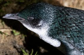 Little Blue Penguins In New Zealand