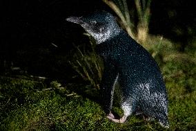 Little Blue Penguins In New Zealand