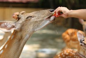 Animal Cooling in Linyi, China