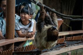 Hong Kong Ocean Park Opens New Sloth And Friends Studio