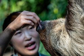 Hong Kong Ocean Park Opens New Sloth And Friends Studio