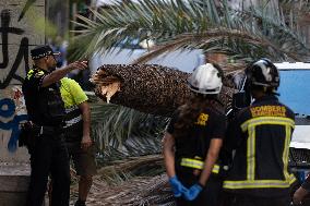 A Woman Dies When A Palm Tree Falls On Her - Barcelona