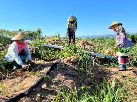 CHINA-HAINAN-CHANGJIANG-FEMALE WORKERS-AGRICULTURE (CN)