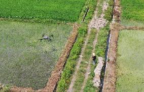 CHINA-JIANGXI-XINYU-RICE PLANTING-TECHNOLOGY (CN)