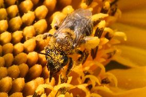 Honeybee Collecting Pollen From A Sunflower