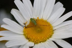 Alfalfa Plant Bug Nymph