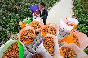 CHINA-YUNNAN-FRESH CUT FLOWER-TRADING (CN)