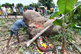 INDIA-ASSAM-GUWAHATI-ELEPHANTS-ELECTROCUTION