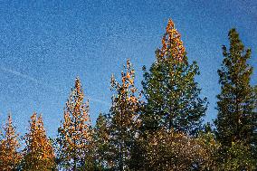 Drought And Beetle Infestations Continue To Devastate Western U.S. Forests.