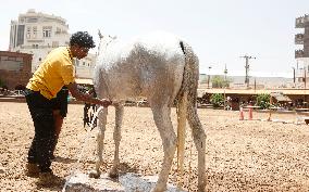 YEMEN-SANAA-HORSE-HEATWAVE