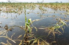 Autumn Grain Corn Flooded in Xinxiang, China