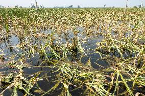 Autumn Grain Corn Flooded in Xinxiang, China