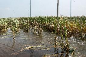 Autumn Grain Corn Flooded in Xinxiang, China