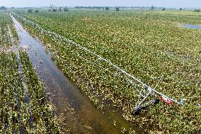 Autumn Grain Corn Flooded in Xinxiang, China