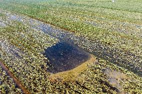 Autumn Grain Corn Flooded in Xinxiang, China