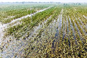 Autumn Grain Corn Flooded in Xinxiang, China