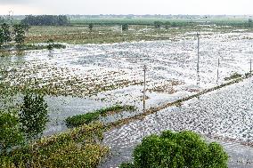 Grain Corn Flooded in Xinxiang, China