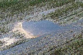 Autumn Grain Corn Flooded in Xinxiang, China