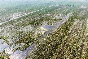 Autumn Grain Corn Flooded in Xinxiang, China