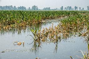 Autumn Grain Corn Flooded in Xinxiang, China