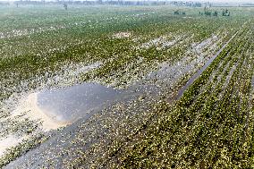 Autumn Grain Corn Flooded in Xinxiang, China