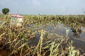 Autumn Grain Corn Flooded in Xinxiang, China