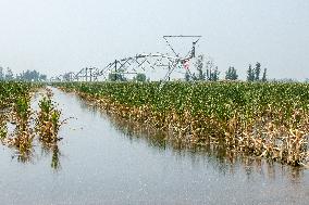 Autumn Grain Corn Flooded in Xinxiang, China