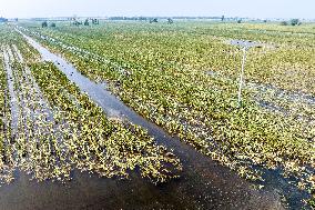 Autumn Grain Corn Flooded in Xinxiang, China