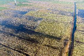 Autumn Grain Corn Flooded in Xinxiang, China