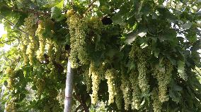 AFGHANISTAN-HERAT-HARVEST-GRAPES