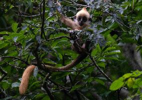 CHINA-GUANGXI-CHONGZUO-WHITE-HEADED LANGURS (CN)